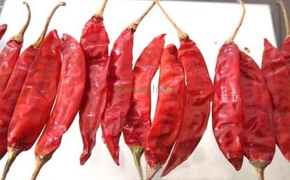 Red Chilli with stem